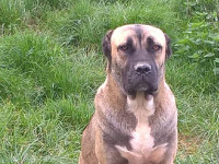 cane corso italiano